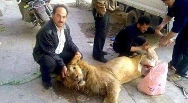Ribelli siriani macellano e mangiano un leone dello zoo di Damasco (Twitter)