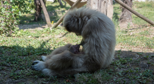 Cucciolo di gibbone dalle mani bianche Che bella sorpresa al Parco Zoo