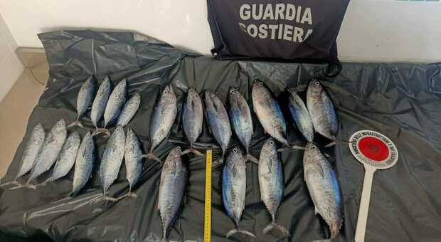 Cattura 21 tonni rossi sotto misura, multato dalla Guardia costiera a Vietri