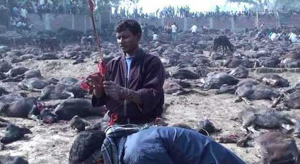 Lo sterminio 'porta-fortuna' in Nepal: "300mila animali uccisi per un rito"