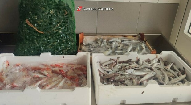 A pesca nell'area protetta e prodotti non tracciati sulle bancarelle: maxi-multe della Capitaneria