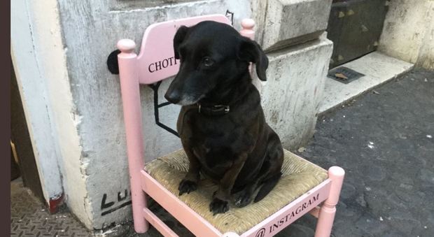 Un cane social per i selfie Choti star di Trastevere
