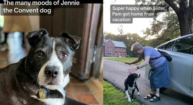 Le suore adottano un cane randagio e lo fanno vivere in convento: «Ora si chiama sorella Jennifer»