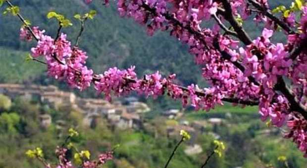 La fiorita della Valnerina con le colline “colorate”di rosa
