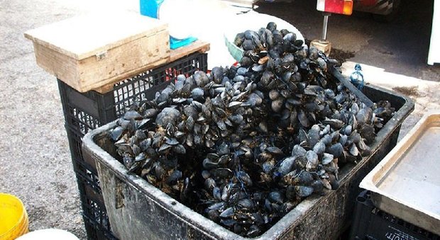 Cozze fuorilegge in vendita nel cuore di Napoli, multa da mille euro alla pescheria
