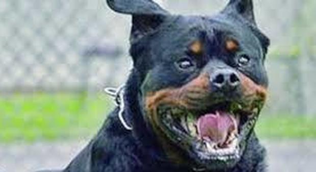 Azzannata da Rottweiler, salva perché difende la gola: 120 punti di sutura