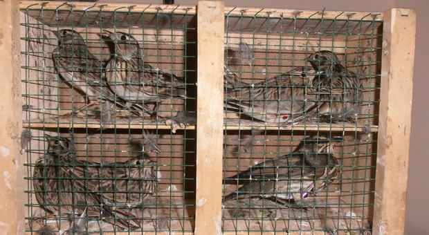 Esemplari di uccelli utilizzati illegalmente come richiami per la caccia (Archivio)