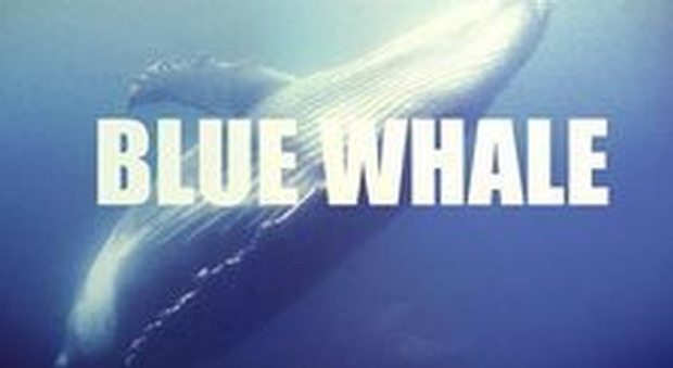 Blue Whale, l'allarme: "Almeno duemila i ragazzi coinvolti in Italia"