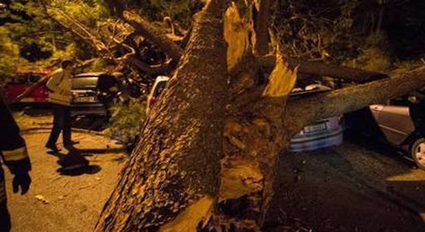 Roma, allarme caduta alberi: al Flaminio travolte due donne, in codice giallo all'ospedale
