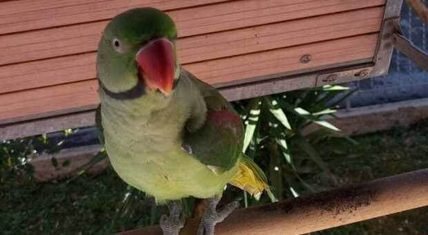 Coppia disperata: «Ci hanno rubato il nostro pappagallo, aiutateci a ritrovarlo»