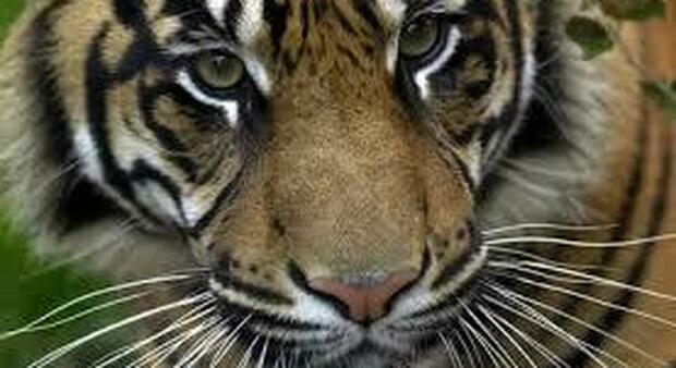 Una tigre in via di estinzione muore per complicazioni legate all'inseminazione artificiale