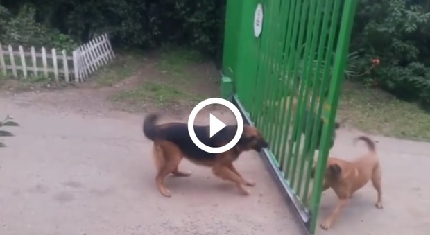 Cani inferociti si abbaiano attraverso il cancello. Ecco cosa succede appena si apre...