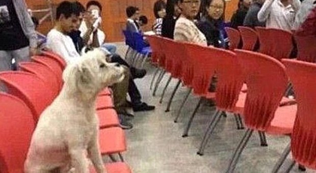 Andava a lezione con gli studenti, l'Università avvelena Casper, il cane-mascotte