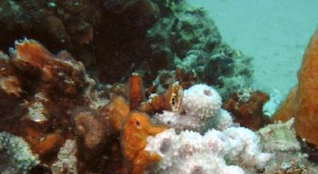 Chioggia, scoperta l'origine delle tegnue: sono formazioni coralline di 7.000 anni fa
