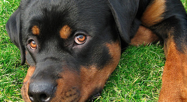 La bimba azzannata dal Rottweiler: «Non fategli del male è stata colpa mia»