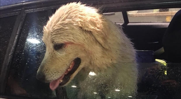 Roma, cane vaga sul Raccordo: salvato dalla polizia stradale, si chiama Pelè