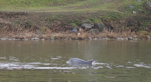 Delfino nuota nell'Arno da un mese: è un evento eccezionale