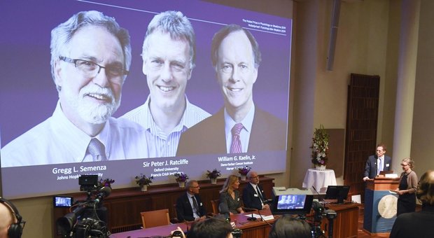 Nobel per la medicina 2019 a Kaelin, Ratcliffe e Semenza per il "respiro della cellula"