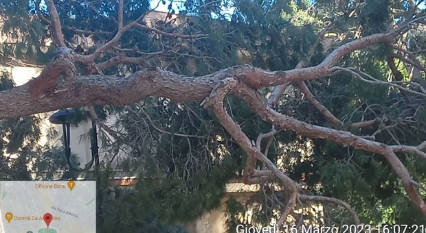 Lecce, nella villa comunale cade un albero per il forte vento