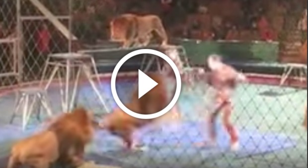 Paura al circo, il leone frustato reagisce contro il domatore: ciò che avviene dopo è terrificante