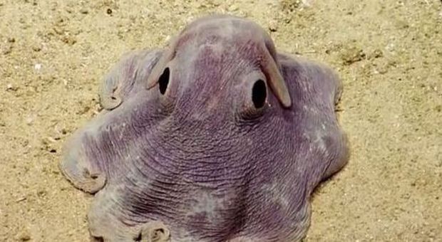 Scoperto il polipo "Dumbo", l'animale marino con le orecchie da elefante