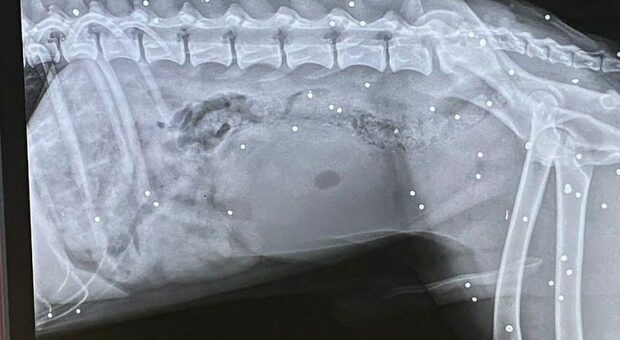 La radiografia al cane