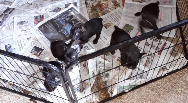 I cagnolini sequestrati in una casa privata della zona collinare del Friuli