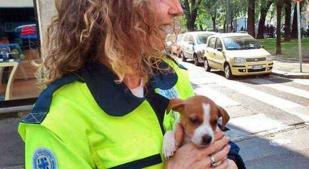 Cane smarrito torna dal padrone a Cinisello: la polizia lo identifica dall'annuncio su Facebook