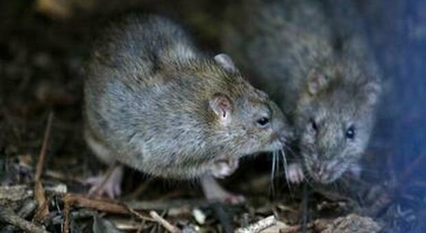 L'Australia invasa da milioni di topi: «Devastano i campi, presto assalteranno anche le case»