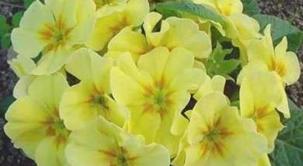 Basta mimose: l'8 marzo "Donna chiama Donna" offre primule gialle