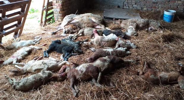 Ascoli, lupi in un allevamento sbranano due pecore e 16 agnelli