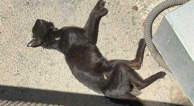 Strage di gatti a Nocera Inferiore, avvelenati cuccioli di una colonia felina