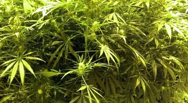 Senigallia, serra artigianale per la marijuana in casa: denunciato 38enne col "pollice verde"