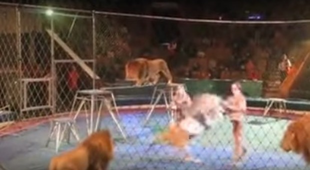 Feroce lotta fra un domatore, un leone ed un cane nel Circo