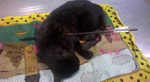 Gattina trafitta da una freccia di balestra: caccia al responsabile