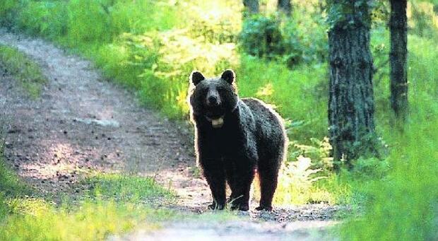 Polemiche per la richiesta di portare gli orsi del Trentino sul Partenio