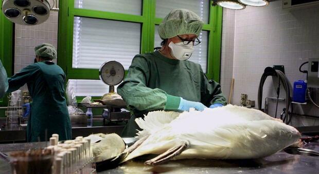 Aviaria, focolai in Polonia: 176 casi. Ciccozzi: «Milioni di uccelli positivi, possono fermarsi ovunque». E l'Ue annuncia misure