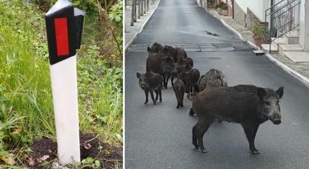 Cinghiali, dissuasori contro i branchi: sulle strade 1.400 dispositivi