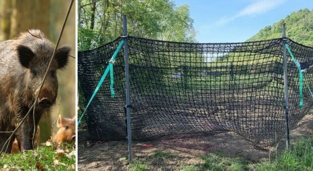 Cinghiali, sui Colli la nuova trappola americana cattura otto esemplari, inclusa una femmina incinta di 14 cuccioli