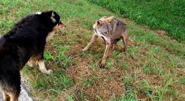 Come comportarsi quando ci si imbatte in animali selvatici