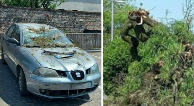Albero crolla in via Romanina: danneggiate due auto, nessun ferito