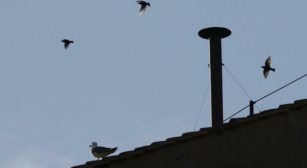 https://statics.cedscdn.it/photos/MED/2025/05/07/8821447_07190327_conclave_fumata_nera_bianca_diretta_oggi_7_5_2025.jpg