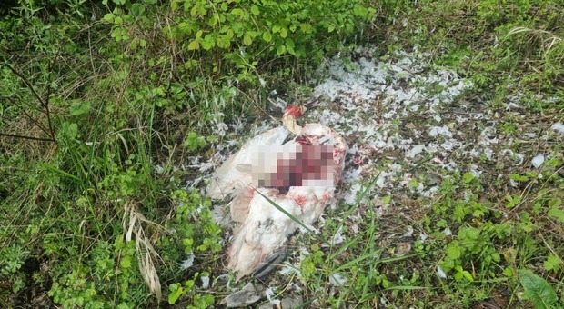 Cigno sbranato sulla riva del lago da un lupo, ad Alleghe torna la paura Cigno sbranato sulla riva del lago da un lupo, ad Alleghe torna la paura