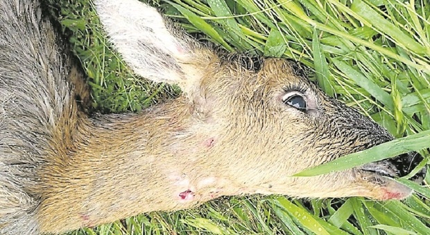 Capriolo sbranato da un lupo nel centro del paese: l'animale avrebbe partorito i suoi piccoli a giorni