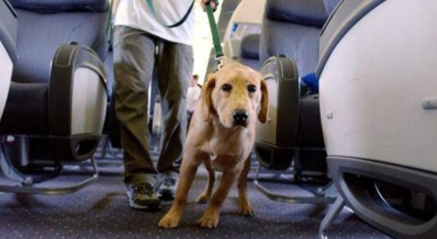 https://statics.cedscdn.it/photos/MED/2025/05/10/8827343_10080858_cani_gatti_aereo.jpg