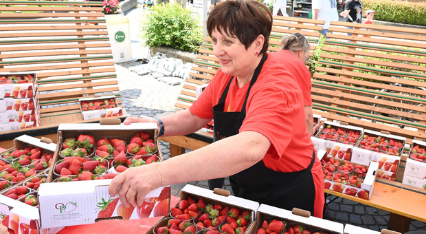Festa della fragola, oltre 30mila in piazza tra prodotti tipici, bancarelle e musica