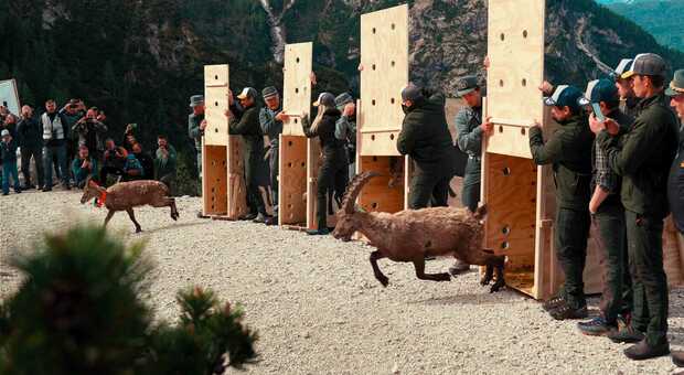 Stambecchi, dieci esemplari trasferiti dalla Marmolada alle pendici del monte Antelao per il ripopolamento. Presto nasceranno i cuccioli