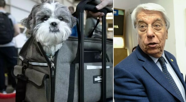 https://statics.cedscdn.it/photos/MED/2025/05/19/8845292_19090351_cani_gatti_aerei_giovanardi_dice_no_oggi_19_5_2025.jpg