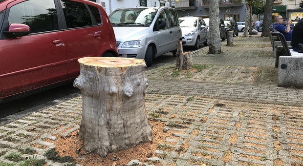 Sei nuovi alberi per via Romano e piazza della Repubblica