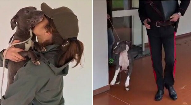 Nonna sbranata dai cani di famiglia: figlia e nipoti rischiano il processo. Cucciolata fatta uccidere a morsi dai molossi stipati in casa